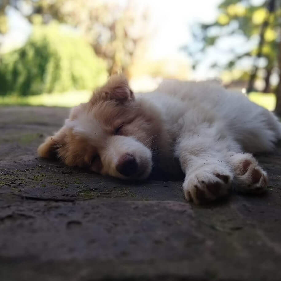 Cachorro Rubio Durmiendo